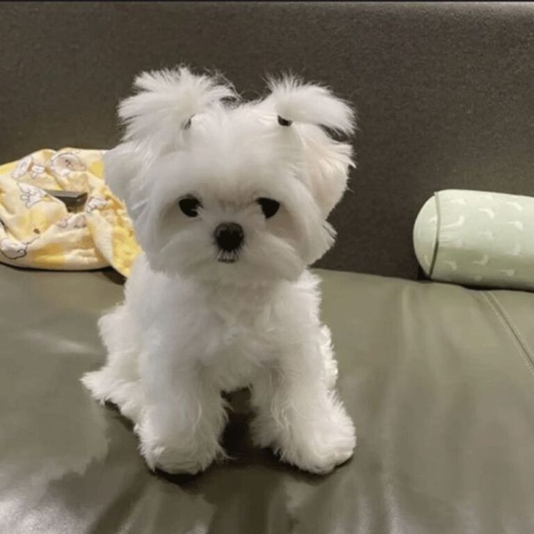Maltese puppy in India