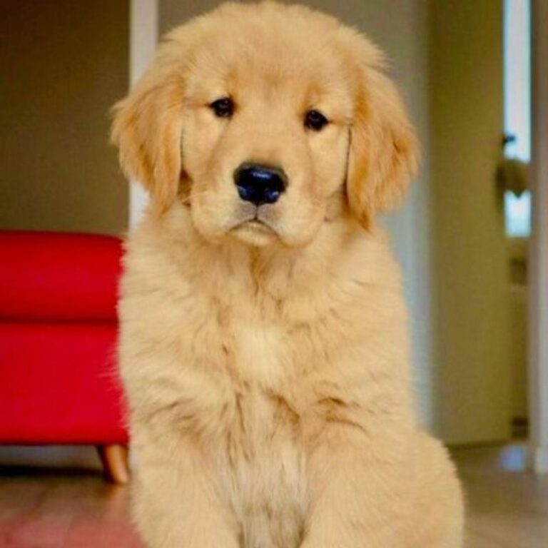 Golden Retriever puppy in India
