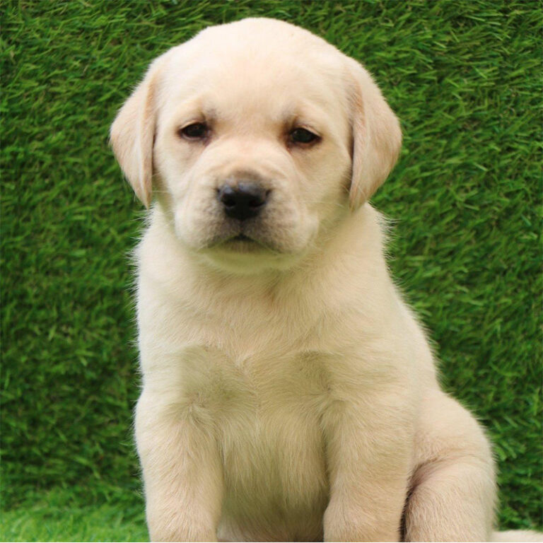 Labrador Retriever puppy in India