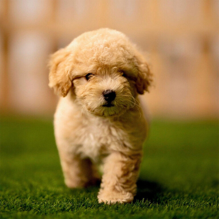 Maltipoo puppy in India