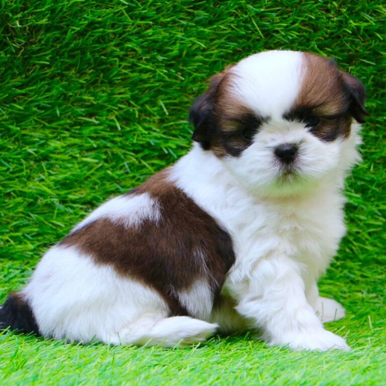 Shih Tzu puppy in India