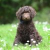 Chocolate brown Poodle sitting on grass