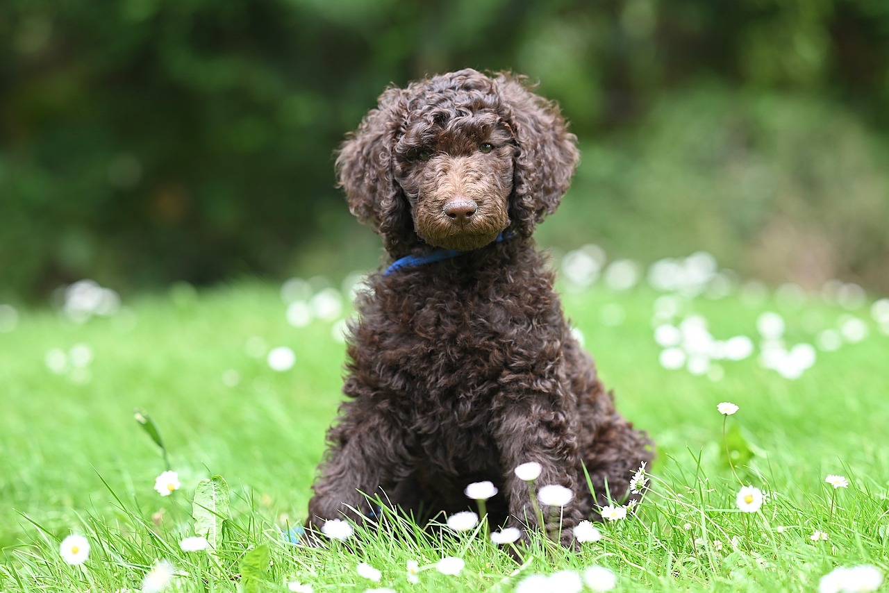 Chocolate brown Poodle sitting on grass