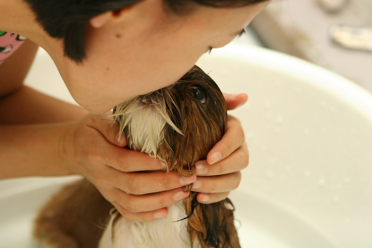 Dog being washed and groomed by hand