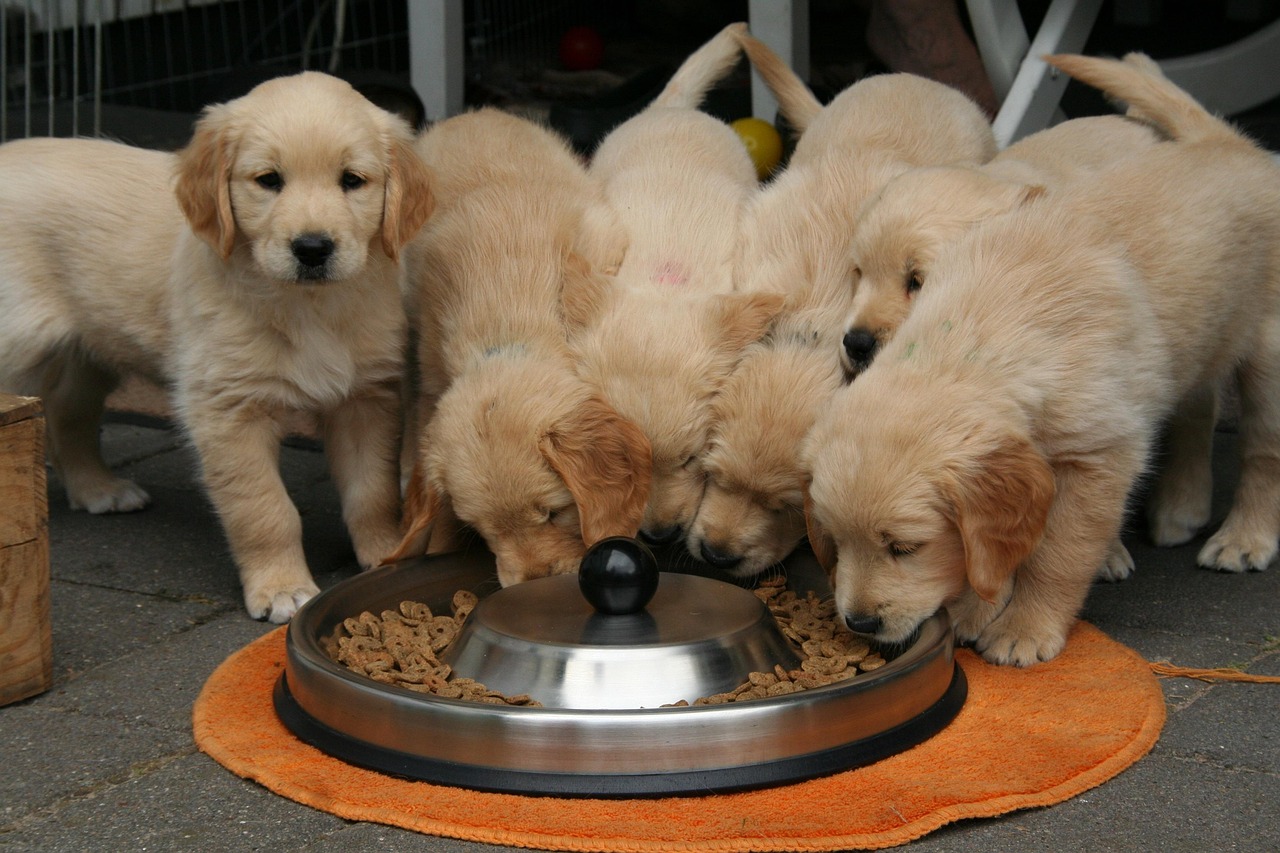 Puppies eating puppy food from a steel bowl