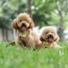Two apricot Toy Poodles playing outdoors on grass