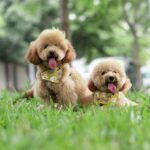 Two apricot Toy Poodles playing outdoors on grass