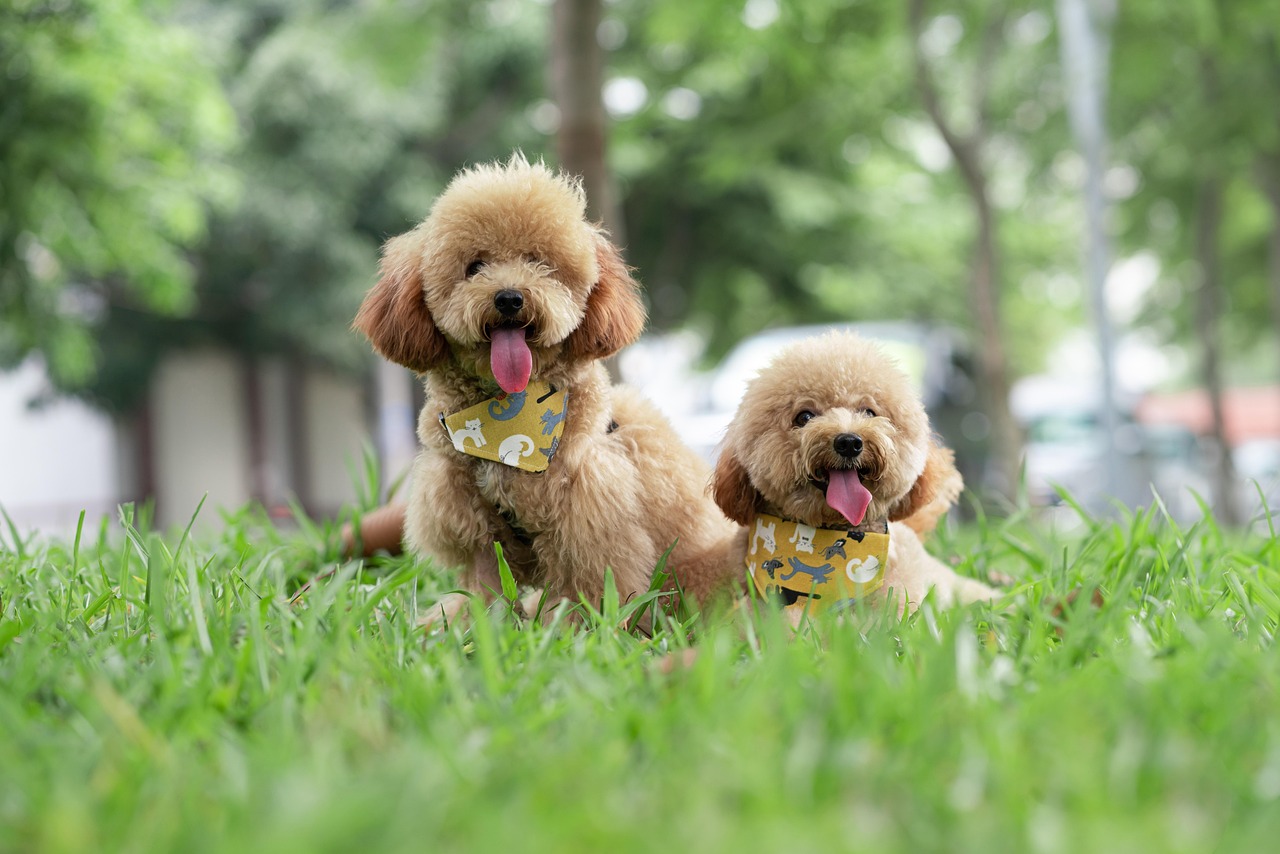 Two apricot Toy Poodles playing outdoors on grass