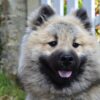Dog showing relaxed body language outdoors