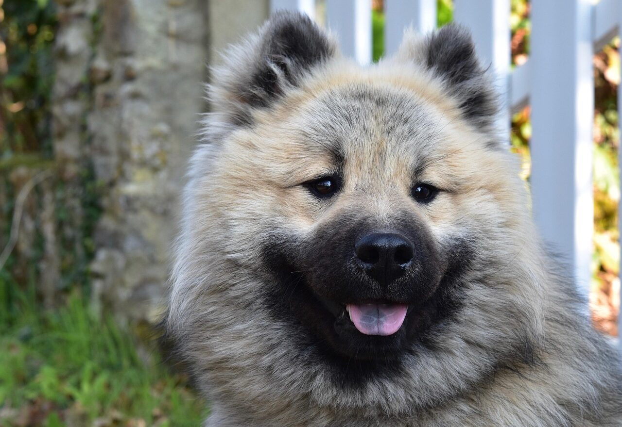 Dog showing relaxed body language outdoors