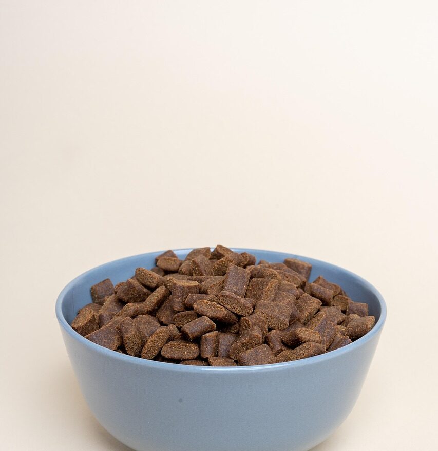 Bowl of dry dog food kibble