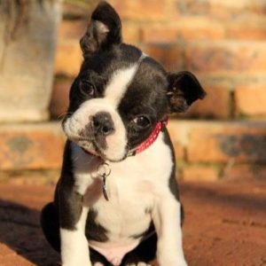 boston-terrier-100260_1024x