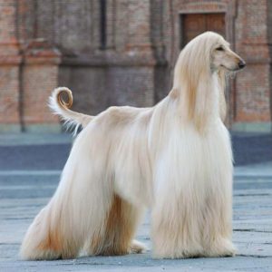 maniature-schnauzer-1